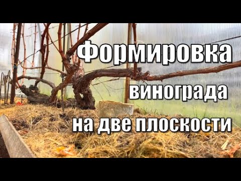Видео: Как обрезать виноград на две плоскости? / Обрезка винограда