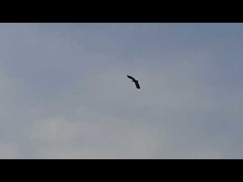 Видео: красивая природа Атырауской области села Кудряшово