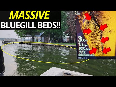 Видео: НАЙДИТЕ ЗАЛЕЖИ СИНЕГОЖАНЧИКОВ (ОГРОМНЫЕ) и как их поймать (БЫСТРО)!