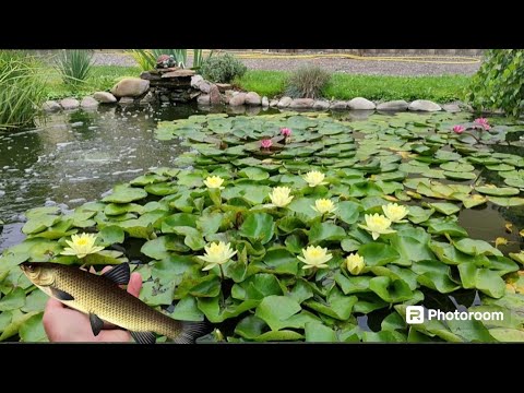 Видео: Як Амур їсть рослини в ставку. Висадка нових рослин. Виловлюю рибу. Зварили уху 🫕🐟