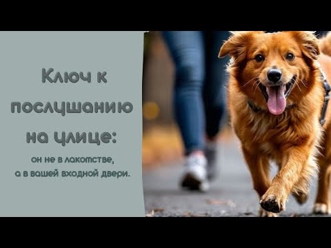 Видео: Ключ к послушанию на улице: он не в лакомстве, а в вашей входной двери