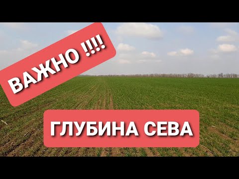 Видео: Влияние глубины посева пшеницы на развитие растения