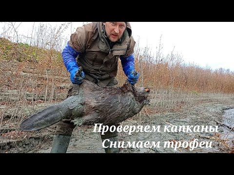 Видео: Охота на бобра/Проверка капканов/Есть трофеи/#охотанабобра #трофейныебобры