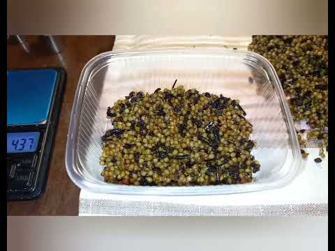 Видео: Сколько коконов калифорнийского червя, помещается в 500 мл. баночки!?