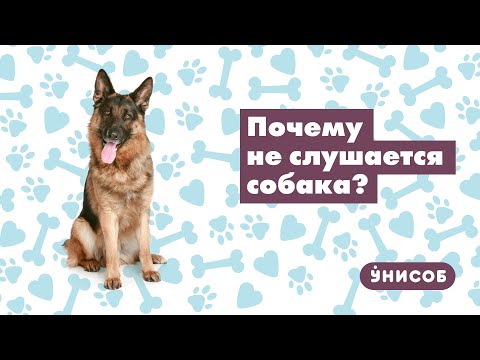 Видео: Дрессировка немецкой овчарки. Почему собака не слушается?