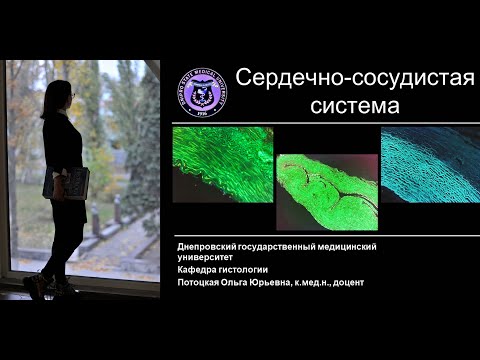Видео: 13. Сердечно сосудистая система (лекция по гистологии)