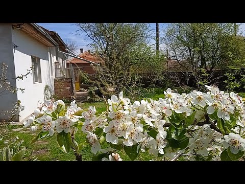 Видео: Дом на продажу в болгарском селе. Заходи и живи. Подвис.