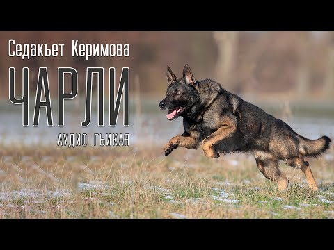 Видео: ЧАРЛИ. Седакъет Керимова