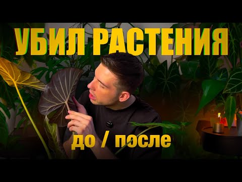 Видео: ЗАГУБИЛ РАСТЕНИЯ: мои ошибки и ДО / ПОСЛЕ