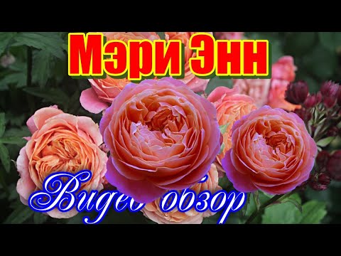 Видео: Обзор розы Мэри Энн (Чайно гибридная) - Mary Ann (Tantau  2010)