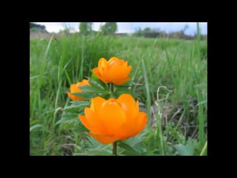 Видео: Новокузнецк, Заводской район