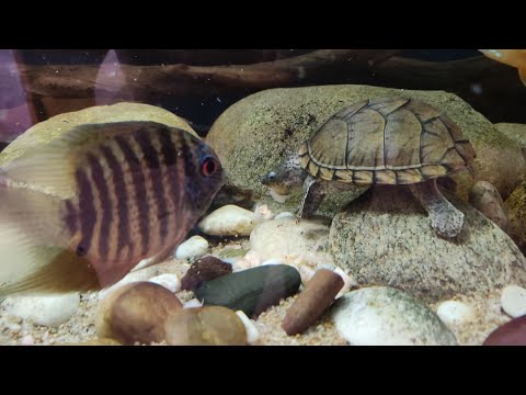Видео: 18.02.22 Аквариум кормление рыб и водной черепахи