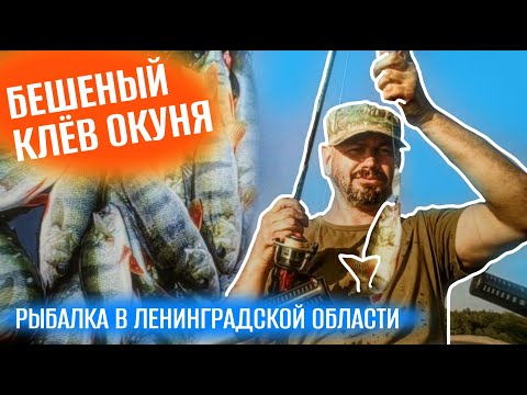 Видео: Поклевки на каждом забросе