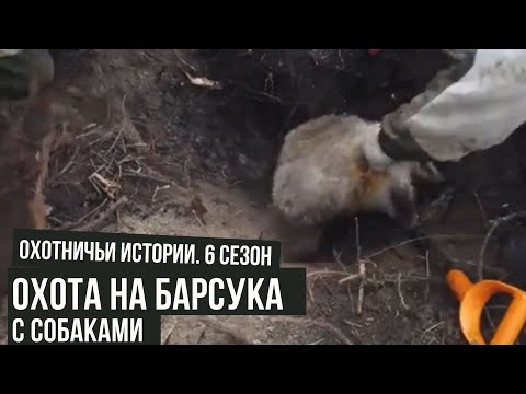 Видео: Охота на барсука с собаками \ Охотничьи истории \ #2