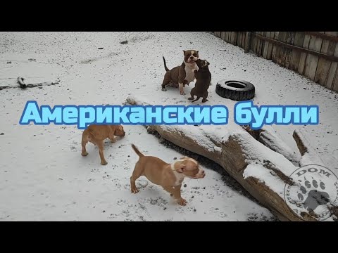 Видео: Американские Булли🥰 Первый выход на улицу😊