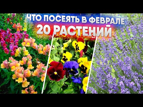Видео: ЧТО ПОСЕЯТЬ В ФЕВРАЛЕ   20 Растений