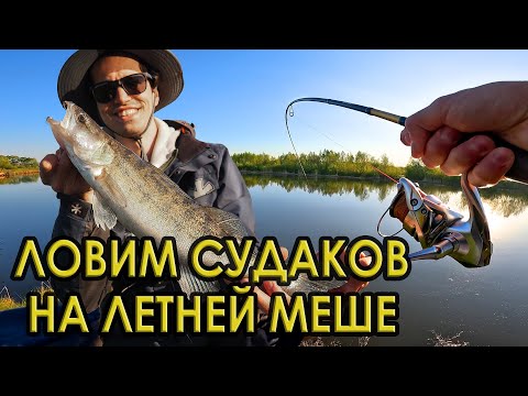 Видео: Где и как летом ловят судака на Меше?! Коряжник работает даже в жару! Рыбалка на спиннинг.