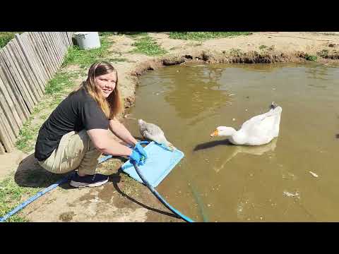 Видео: Пугающий птенец совы - никогда такого не было и вот...
