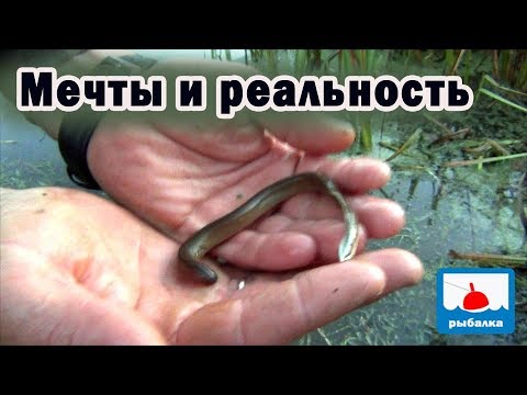 Видео: Поймать самую лучшую наживку в мелкой речке и крупная рыба вся моя!