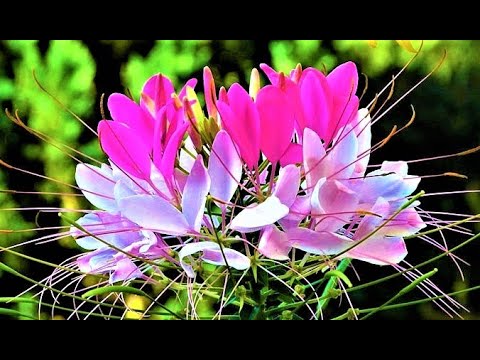 Видео: СУПЕР-ЦВЕТЫ для Малоуходного Сада. Засухоустойчивые, ЦВЕТУТ ВСЕ ЛЕТО до морозов