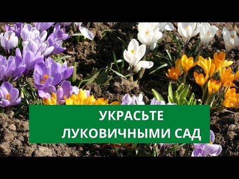 Видео: ЛУКОВИЧНЫЕ КУЛЬТУРЫ: ОБЗОР И ПРАВИЛА УХОДА | Фирма Рости