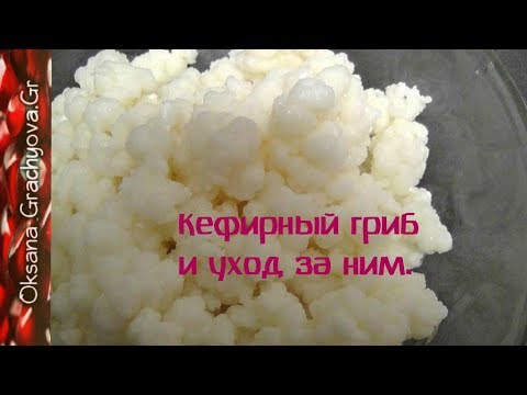Видео: Как сделать кефир из кефирного гриба.
