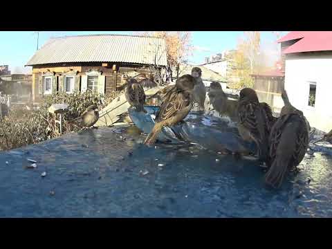 Видео: Пляж.