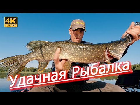 Видео: Удачная рыбалка на щуку и окуня. Июнь 2023 года