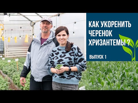 Видео: Как укоренять черенок хризантемы? Выпуск 1