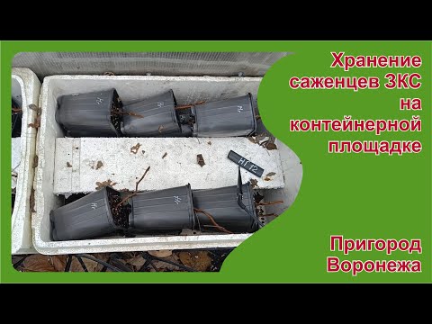 Видео: Хранение саженцев ЗКС зимой на контейнерной площадке. Пригород Воронежа.