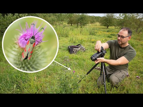 Видео: Как фотографировать насекомых в полевых условиях (макрообъектив EF 100mm F/2.8 и Canon R6)