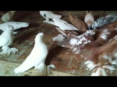 Видео: Линька влияет на полёт и игру голубей