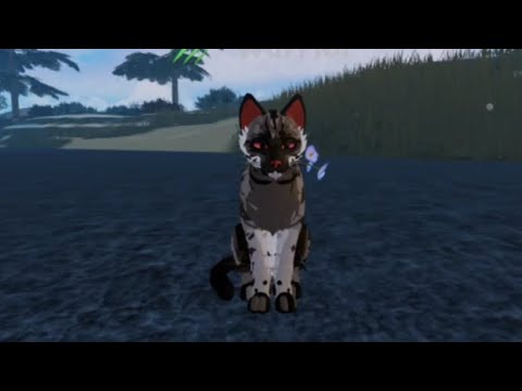 Видео: играю за нубика в котах воителях?/как играла за нубика в КВ. /Warrior-Cats roblox