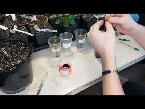 Видео: Черенкование метельчатой гортензии в январе. Как размножить гортензию?