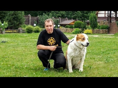 Видео: Собака-кусака 1.
