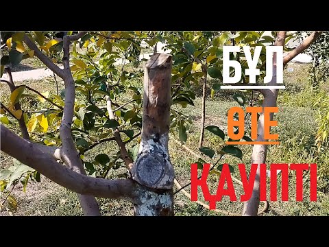 Видео: АҒАШ БҰТАҒЫН ДҰРЫС КЕСПЕУ. | Неправильная обрезка ветки| #garden #бақ #сад