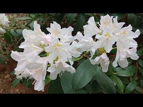 Видео: Ботанический сад.Беларусь. Минск.