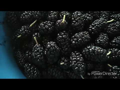 Видео: Как сушить ШЕЛКОВИЦУ!Ягода шелковица_Заготовки на зиму! Сушу шелковица!