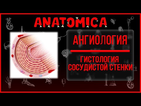 Видео: Гистология сердечно - сосудистой системы / Строение сосудистой стенки артерий и вены / Ангиология