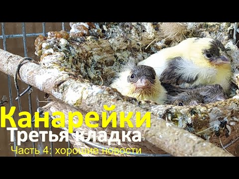 Видео: Разведение канареек. Канарейка и самка волнистого попугая всё...