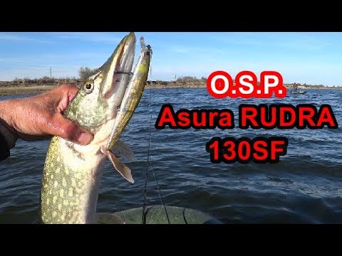 Видео: O.S.P.Rudra 130SF.Три щуки за 4 заброса - обычное дело для Рудры.Pike Fishing.