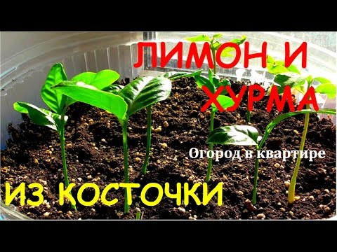 Видео: Посадка лимонов и хурмы из косточек.Обзор всходов