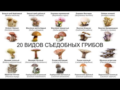 Видео: 20 ВИДОВ СЪЕДОБНЫХ ГРИБОВ (ЧАСТЬ 2) Собирайте только те грибы в которых вы на 100%  уверены