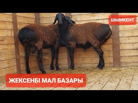 Видео: Шымкент Қой, ешкі бағасы22.09.24ж