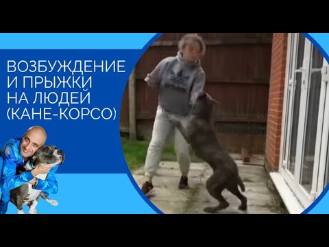 Видео: Возбуждение и прыжки на людей (Кане-корсо)