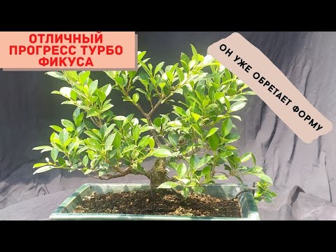 Видео: Пребонсай из торгового центра. Обрезка веток пребонсай и полезные советы по формированию бонсай.