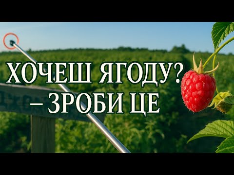 Видео: 🔥🔥 Як виростити малину на продаж — показую, чим підживлюю. 🔥🔥