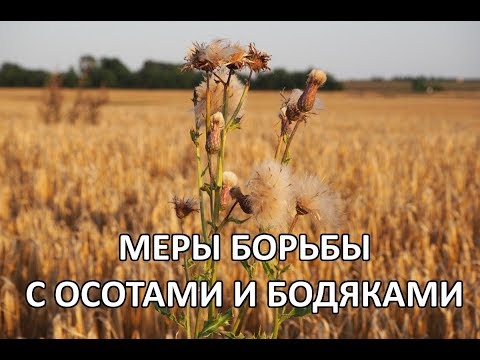 Видео: Осот полевой и бодяк (меры борьбы с корнеотпрысковыми сорняками)