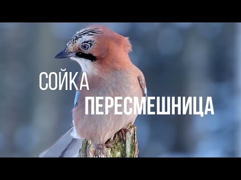 Видео: СОЙКА ПЕРЕСМЕШНИЦА || ЖИВАЯ ЗЕМЛЯ