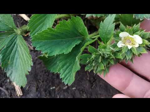 Видео: Ремонтантная клубника  - обработка от Долгоносика